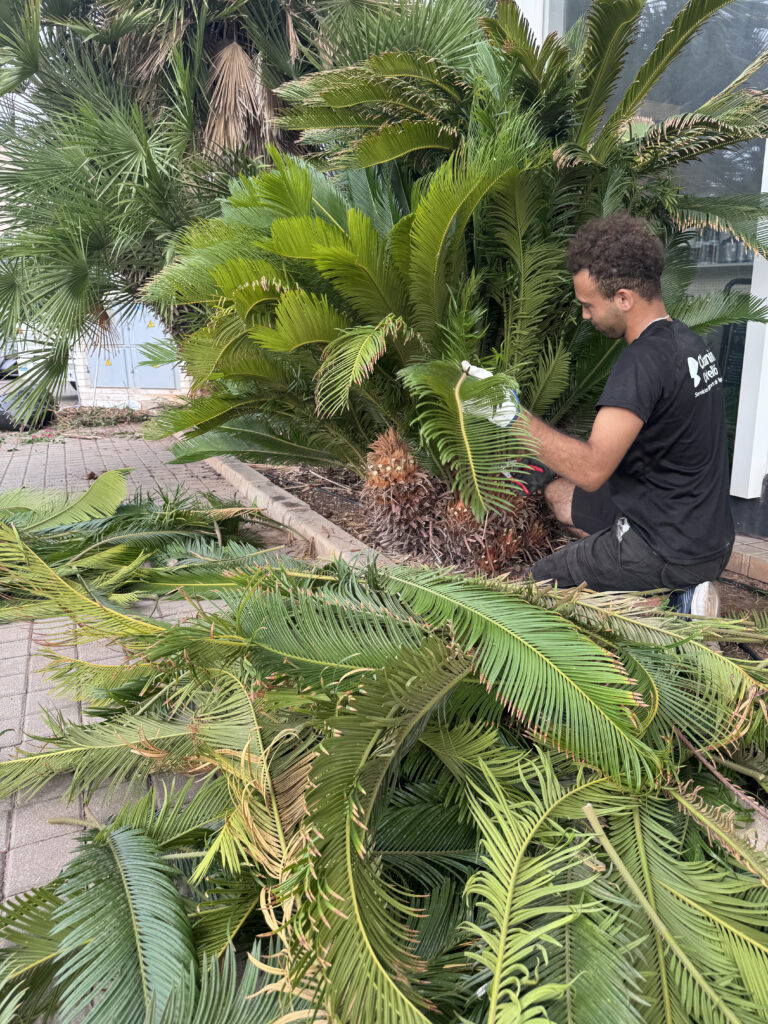 Jardinero manteniendo zonas verdes